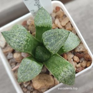 haworthia emelyae picta GM259