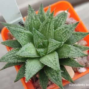 haworthia hybrid