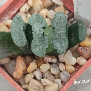 haworthia truncata cv Mammoth