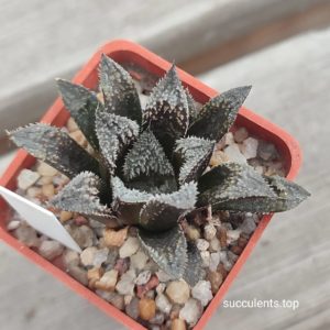 haworthia selection