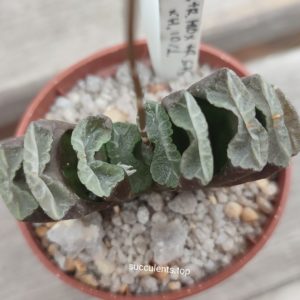 haworthia truncata selection
