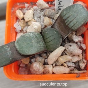 haworthia springbokvlakensis