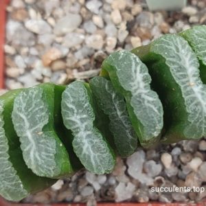 haworthia Gyoku-ichi x truncata selection