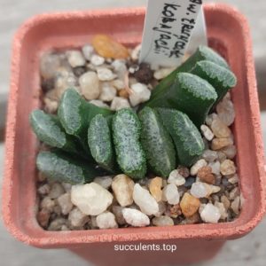 haworthia truncata kobayashy