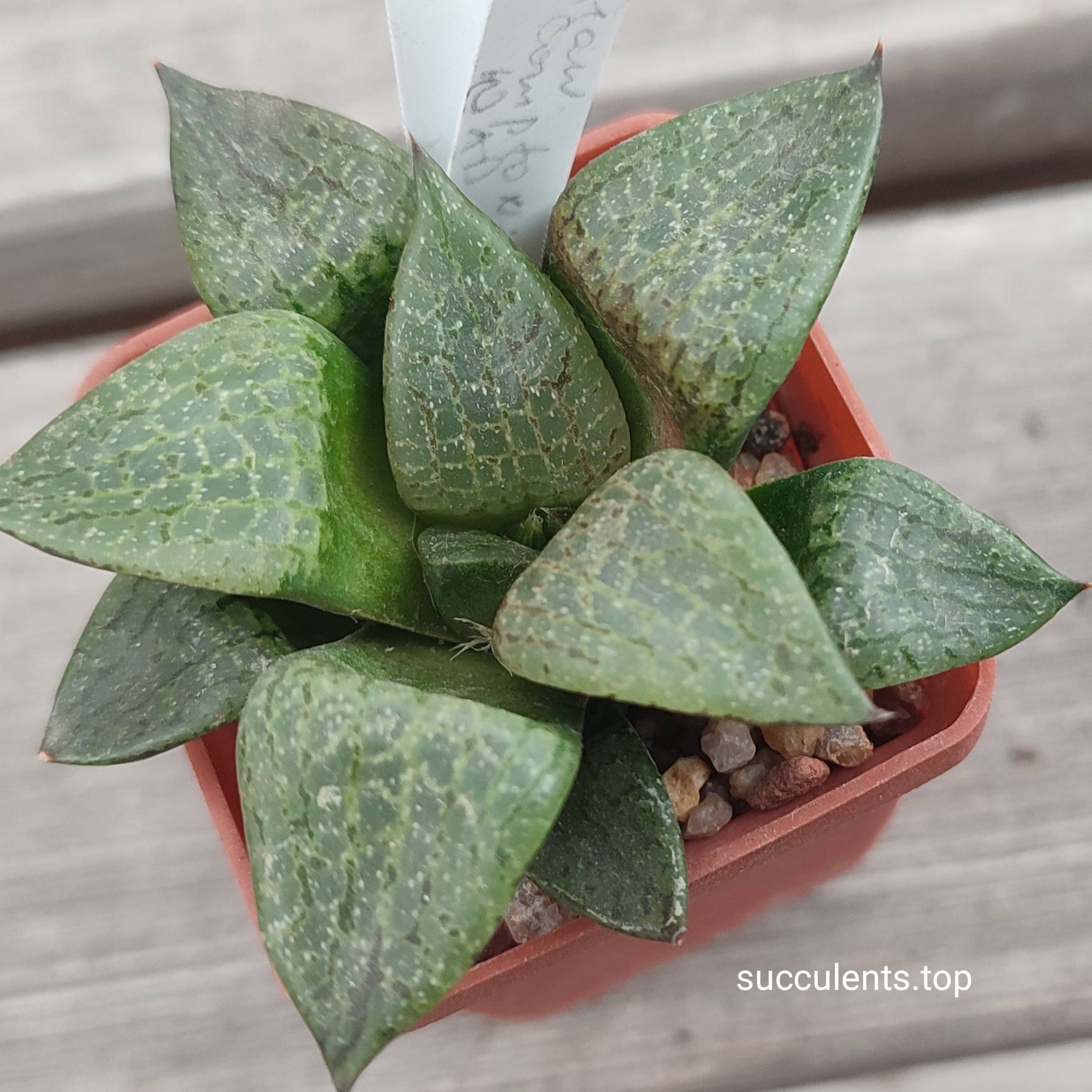 haworthia comptoniana ПАР