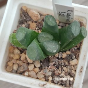 haworthia maughanii S189