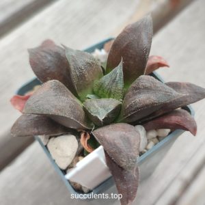 Haworthia cv Chocolate