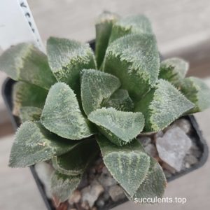 haworthia pygmaea  hybrid