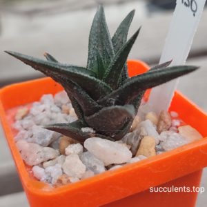 haworthia nigra