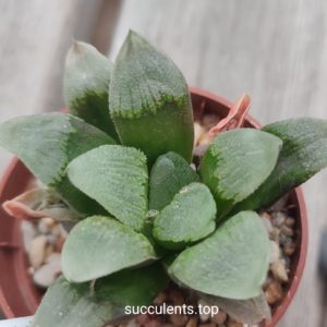 haworthia pygmeae hybrid