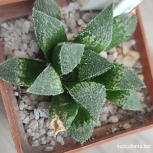 haworthia pygmeae hybrid