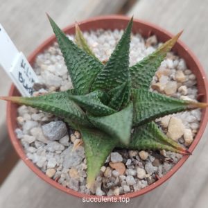 haworthia limifolia Black form