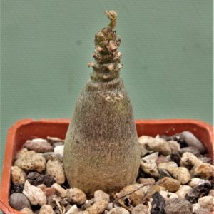 Adenium-socotranum-2