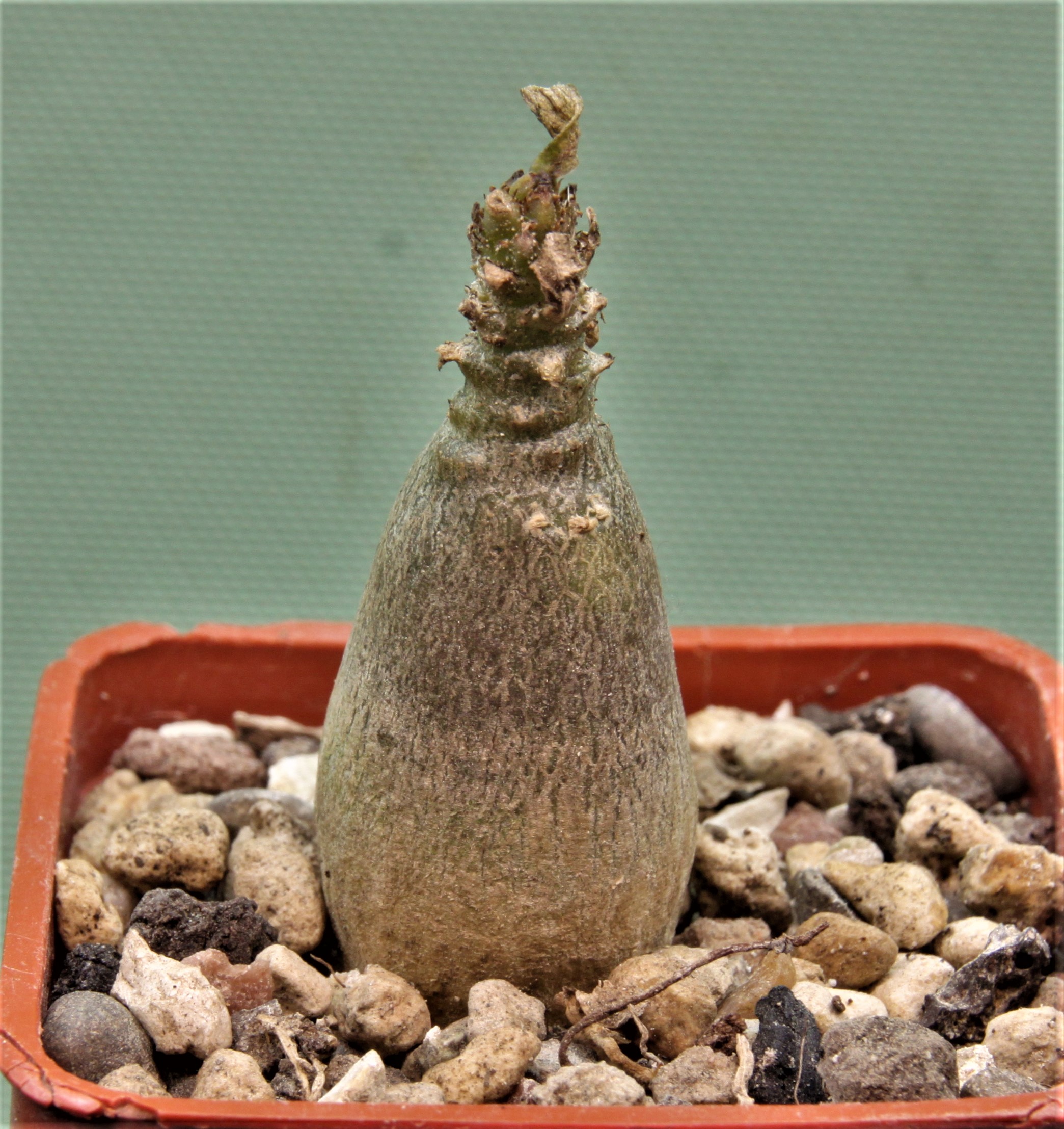 Adenium-socotranum-2