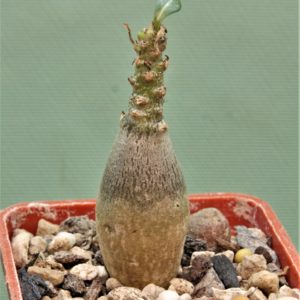 Adenium-socotranum-3
