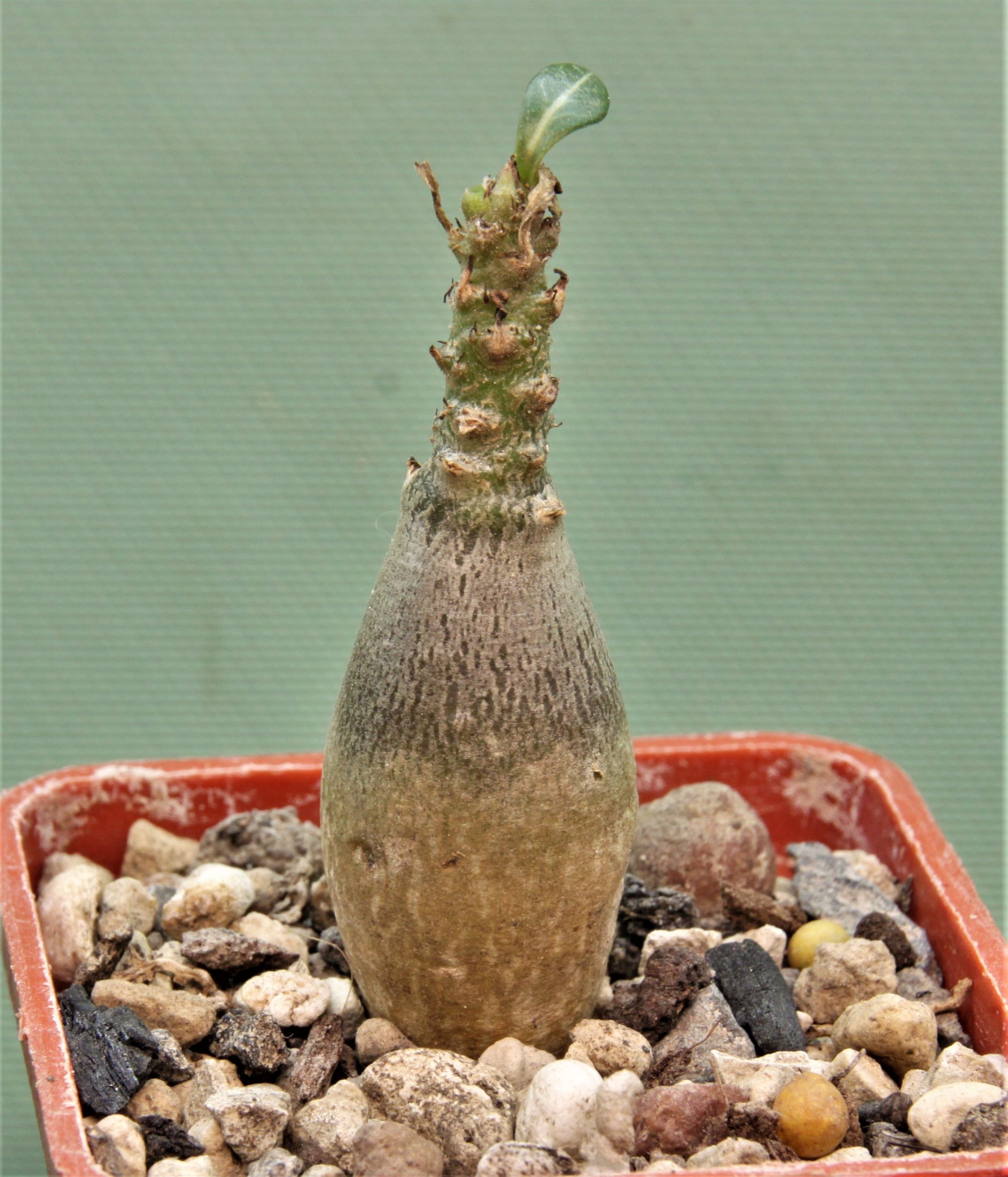 Adenium-socotranum-3