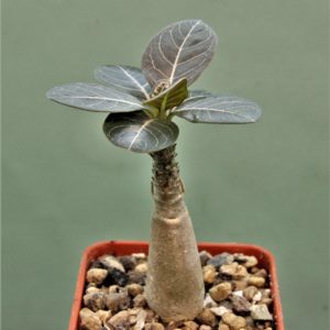 Adenium-socotranum-4a