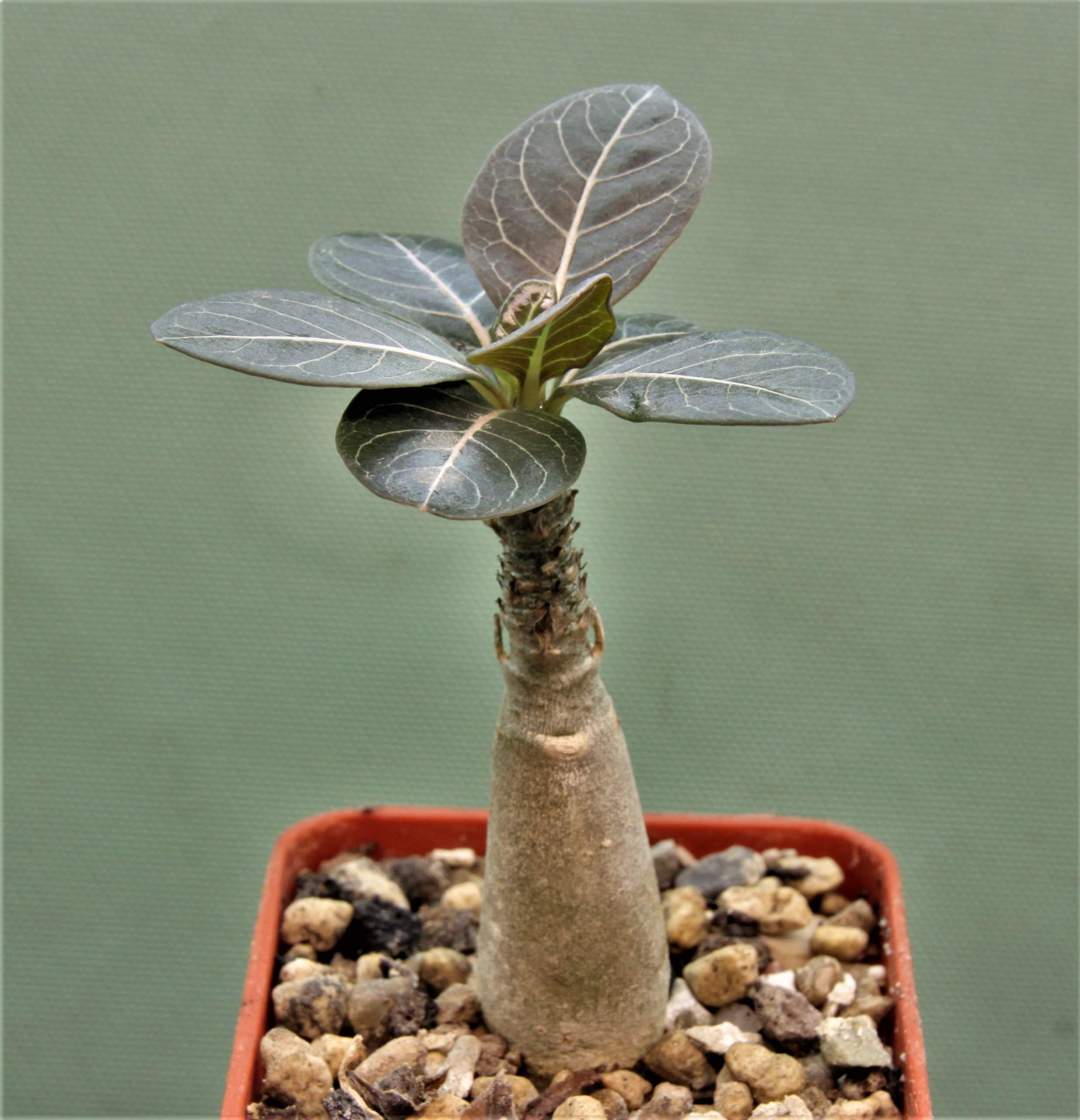 Adenium-socotranum-4a