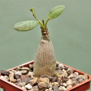 Adenium-socotranum-5