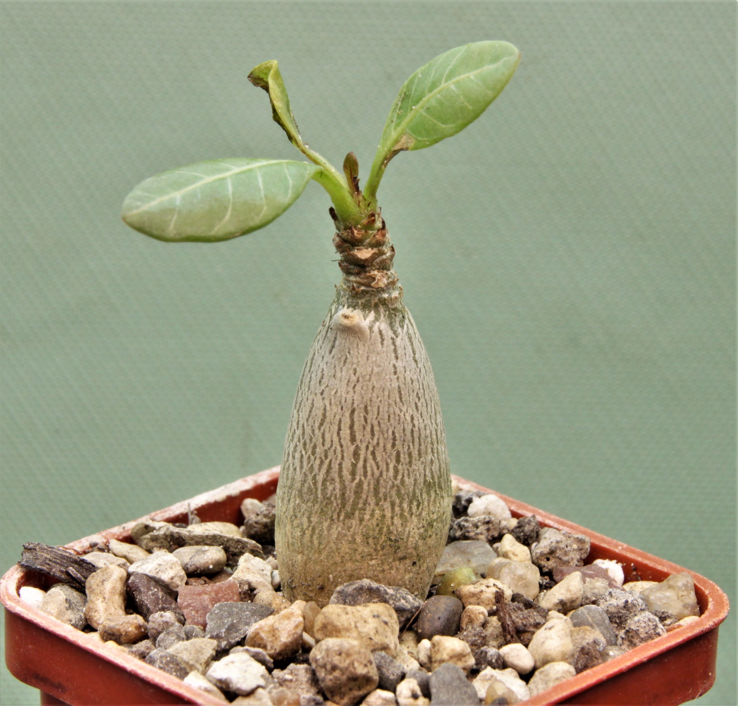 Adenium-socotranum-5