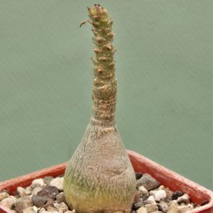 Adenium-socotranum-6