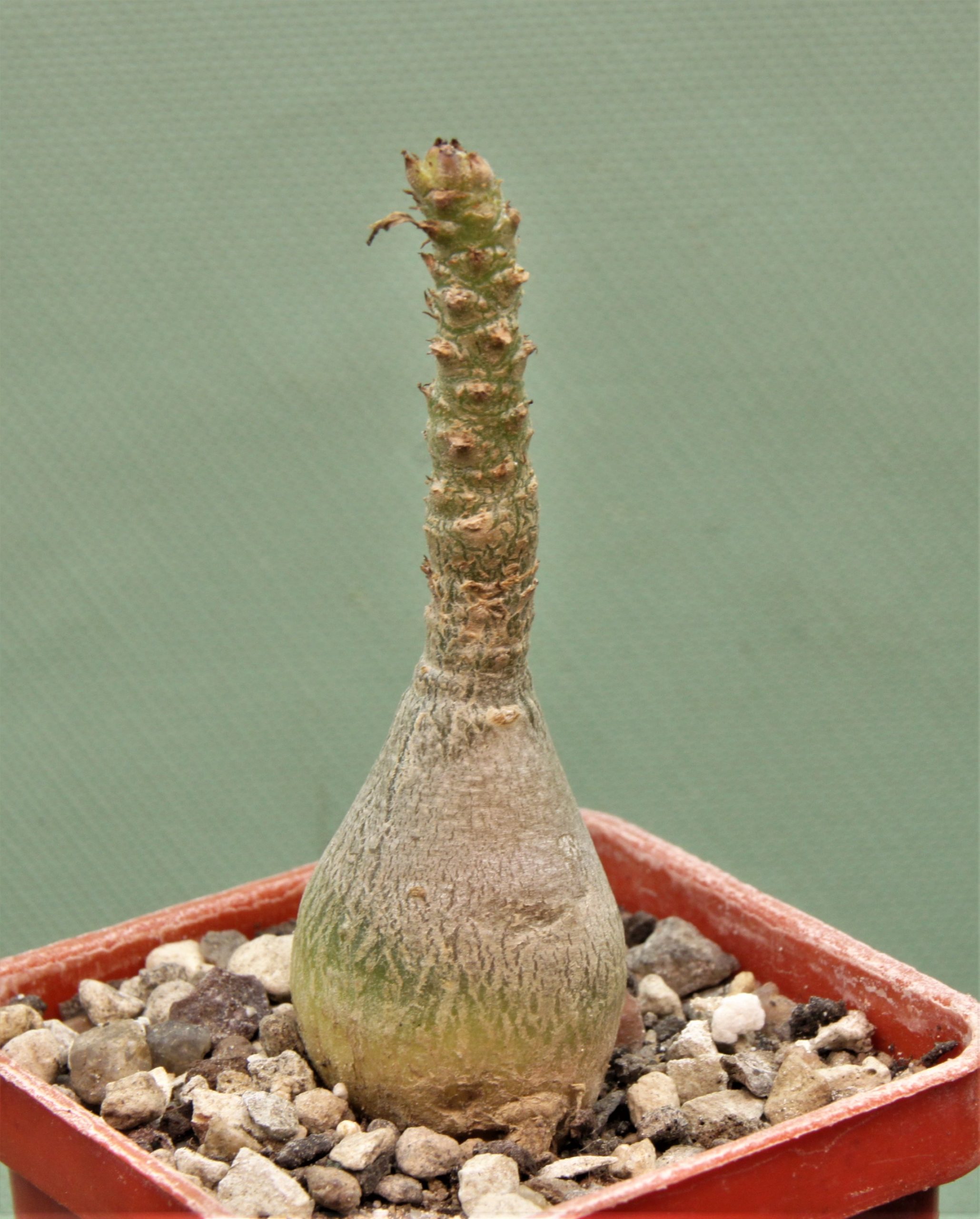 Adenium-socotranum-6