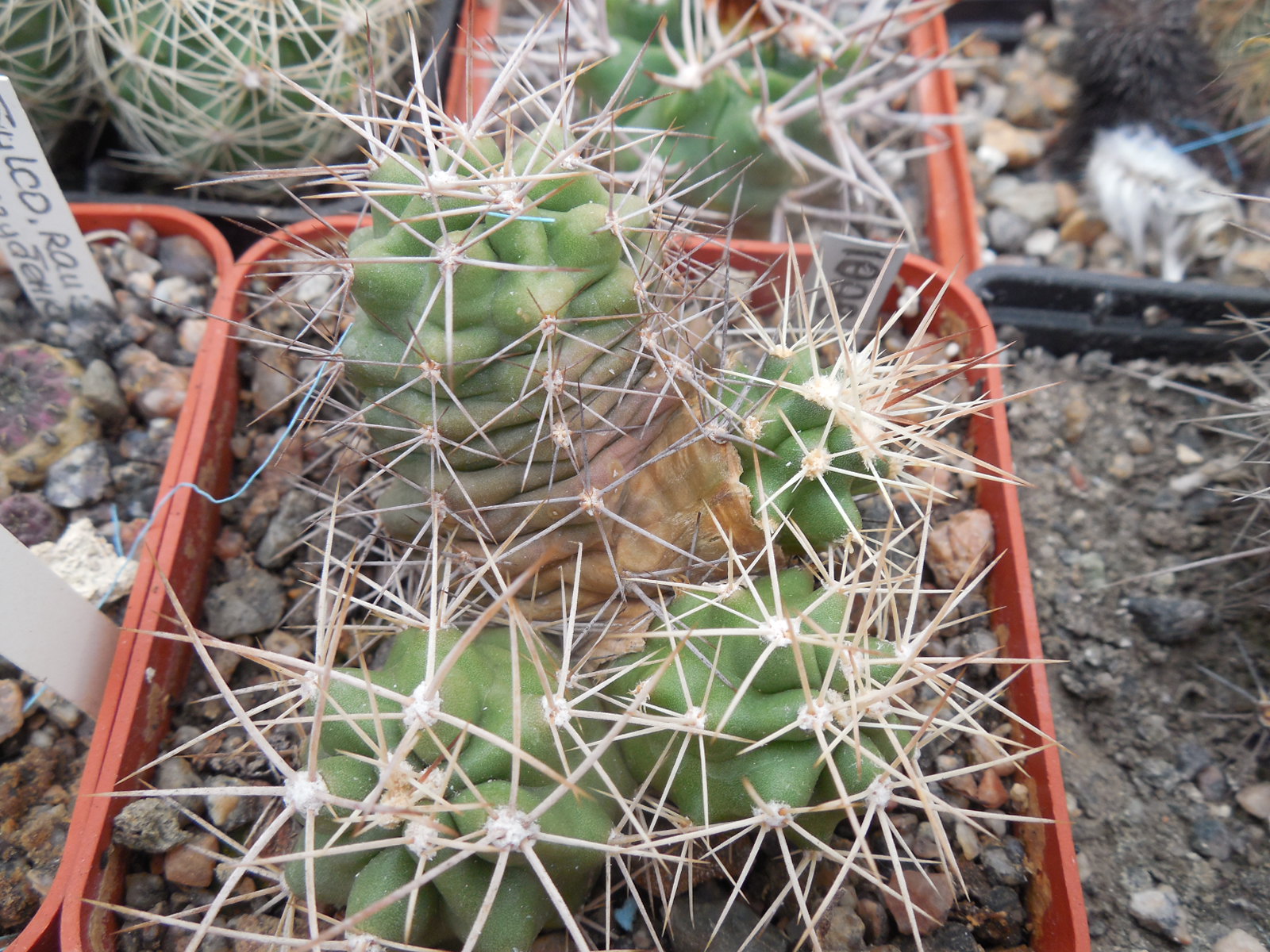 Echinocereus triglochidiatus - v.mojavensis SB 1973 - MG -