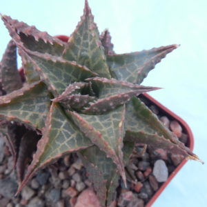 Haworthia tescelata "Quaggasberg"