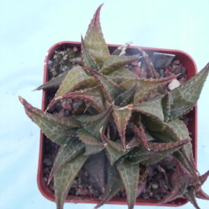 Haworthia tesselata "Quaggasberg"