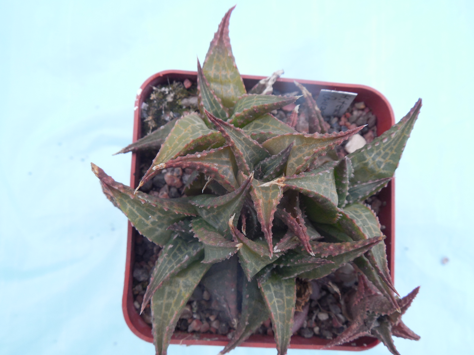 Haworthia tesselata "Quaggasberg"