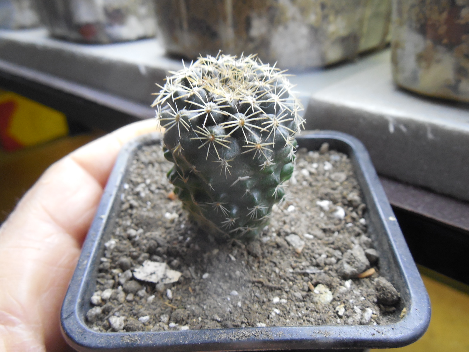 Copiapoa humilis FR 464 - Paposo, Chile - Kohres -