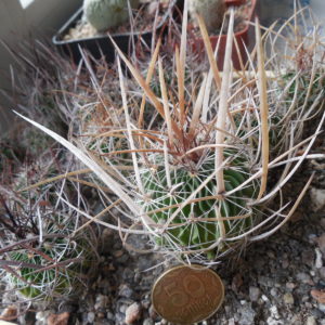 Echinofossulocactus  lloydii -  відбір -