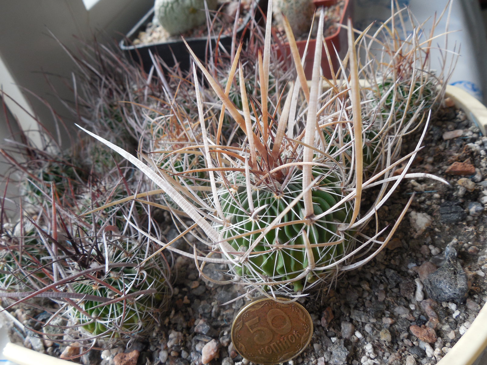 Echinofossulocactus  lloydii -  відбір -