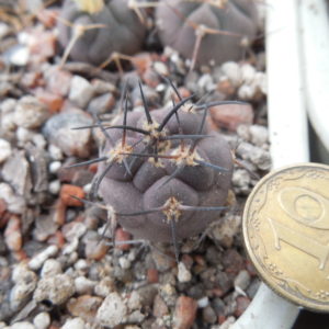 Pyrrhocactus villicumensis LF 139 - Bercht -