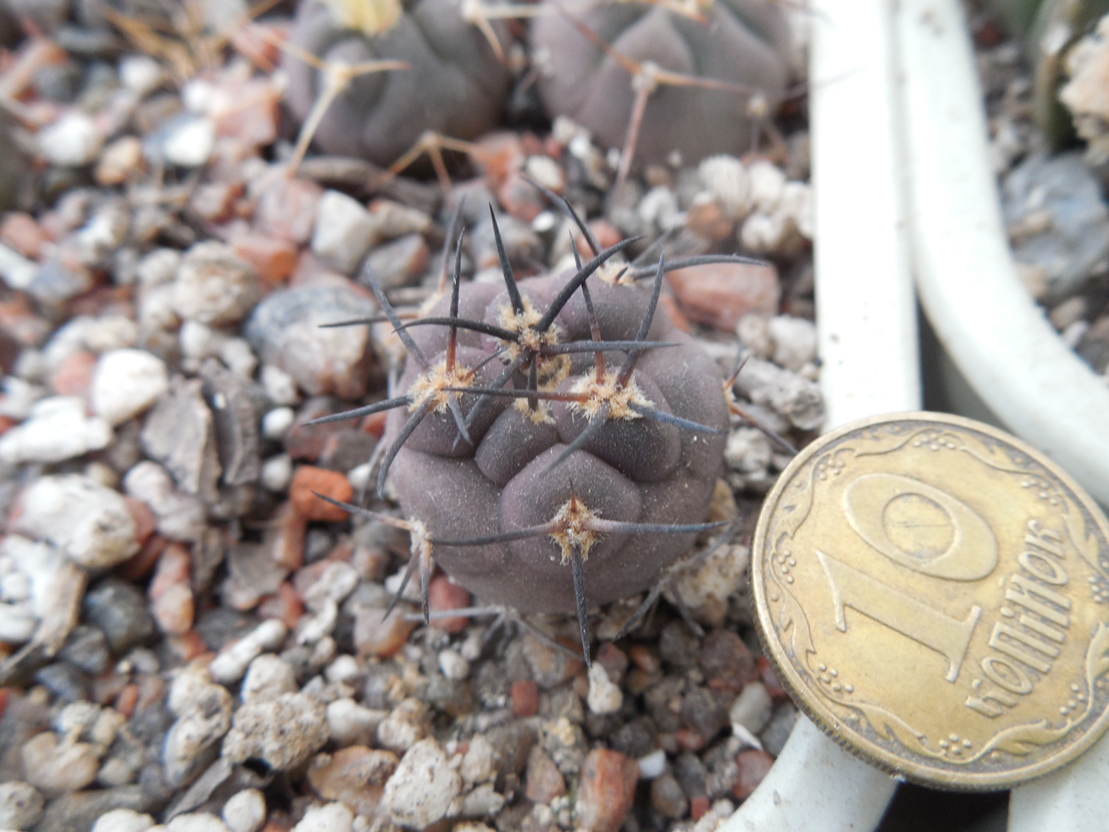 Pyrrhocactus villicumensis LF 139 - Bercht -