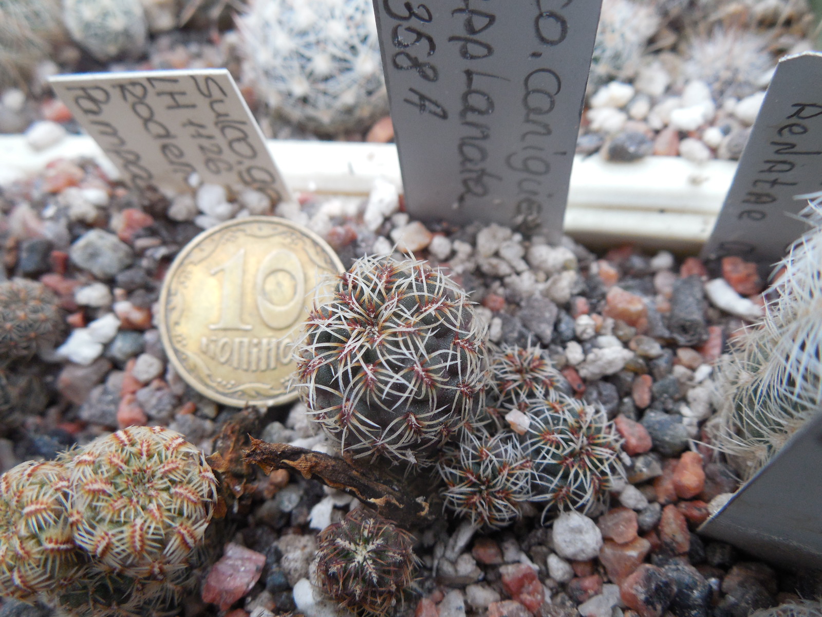 Sulcorebutia canigueralii - v.applanata  EM 358A