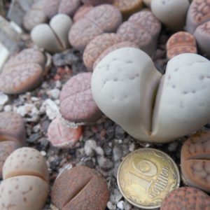 Lithops ruschiorum - Rosing Main