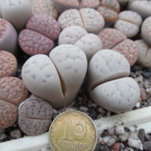 Lithops ruschiorum - Rosing Main