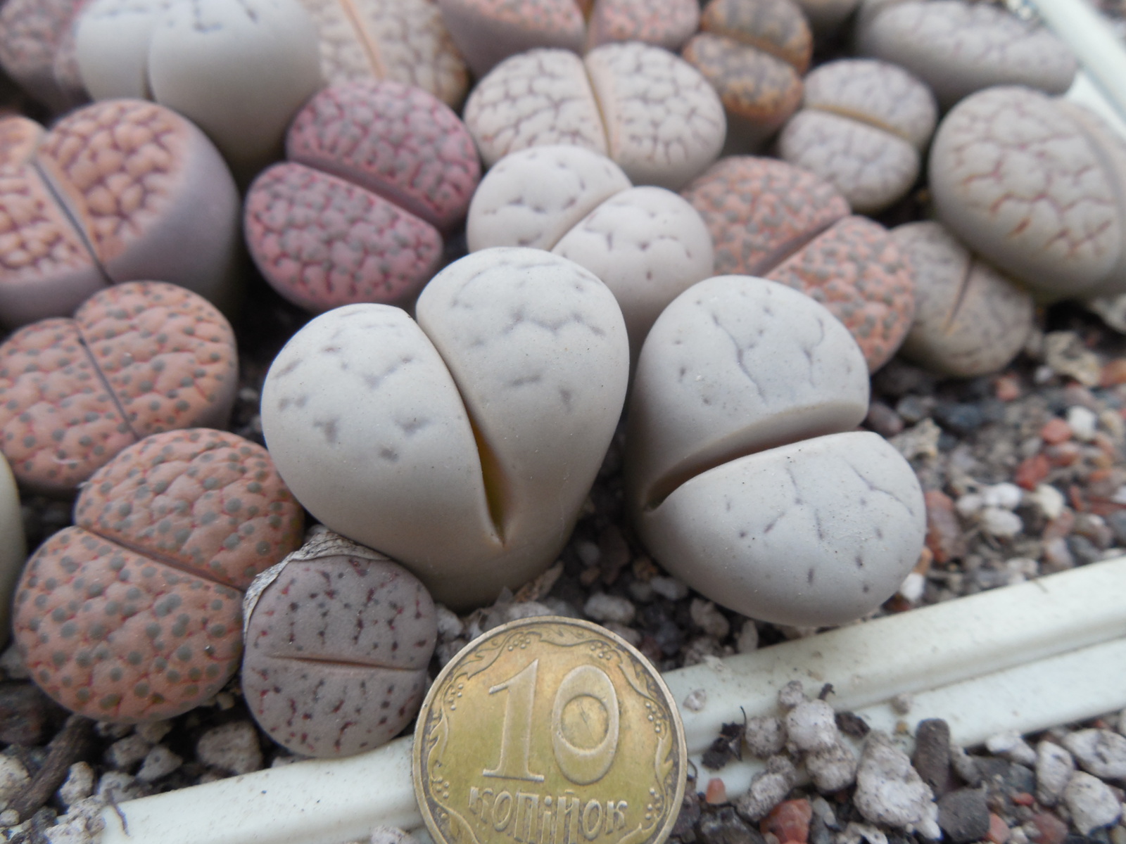 Lithops ruschiorum - Rosing Main