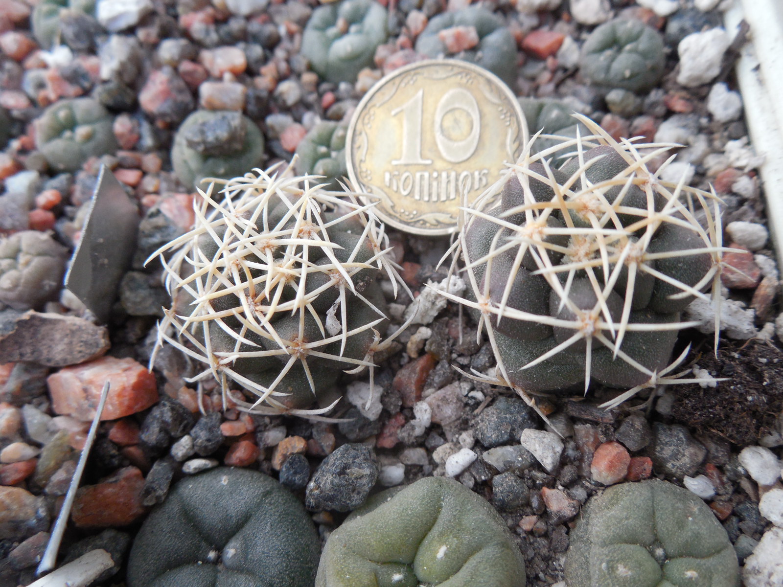 Thelocactus hexaedrophorus - v.jarmillae PM 12/26 - San Bartolo, SLP - Kupcak -