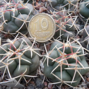 Thelocactus hexaedrophorus - v.jarmillae MK 95.322 - s of las Tablas, SLP - Kupcak -