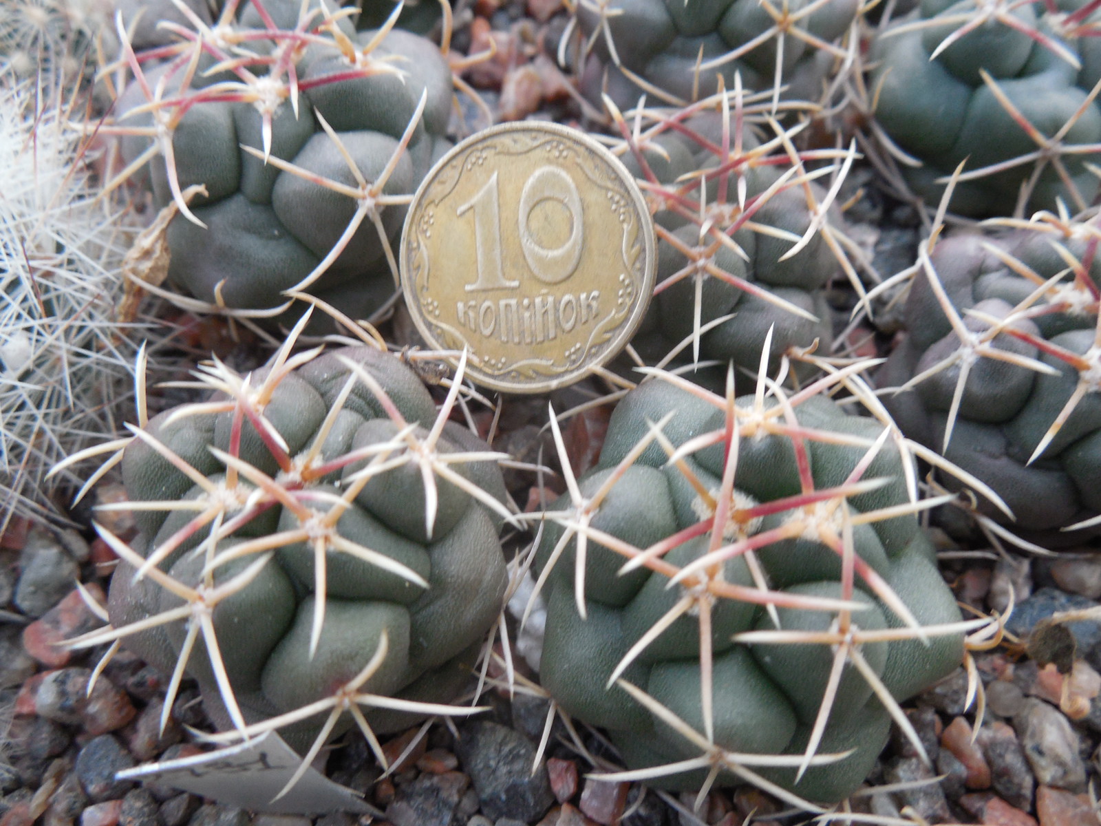 Thelocactus hexaedrophorus - v.jarmillae MK 95.322 - s of las Tablas, SLP - Kupcak -