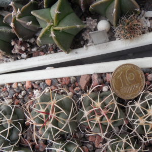 Thelocactus hexaedrophorus - f. Lampacitos - Pavlicek -