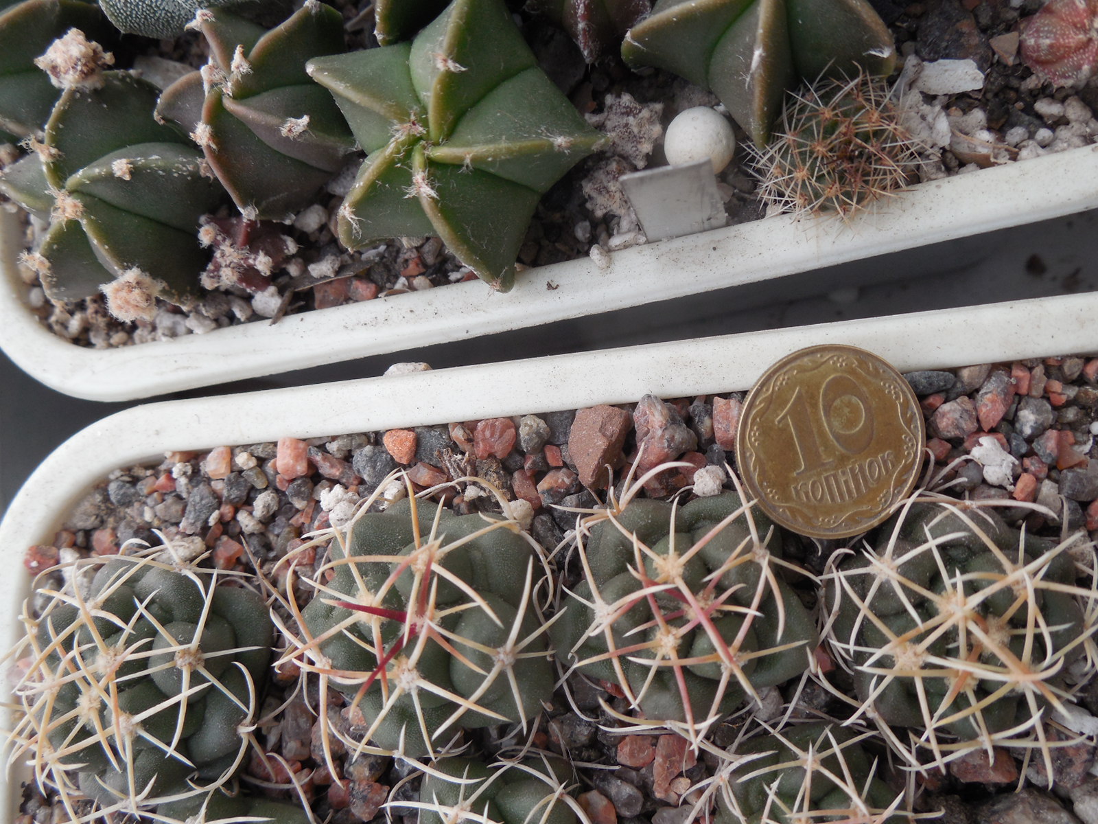 Thelocactus hexaedrophorus - f. Lampacitos - Pavlicek -