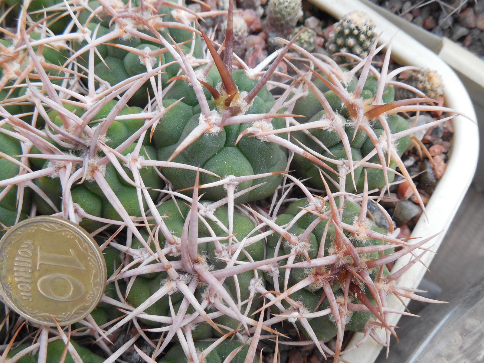 Gymnocalycium ferox - v.ferocior - радянська селекція х ferocior STO 866