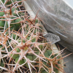 Gymnocalycium ferox - v.ferocior - радянська селекція х ferocior STO 866