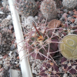 Gymnocalycium coloradense JO 1417.2 - Sierra Los Colorados 610 m. La Rioja