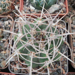 Gymnocalycium hybopleurum - v. feroх