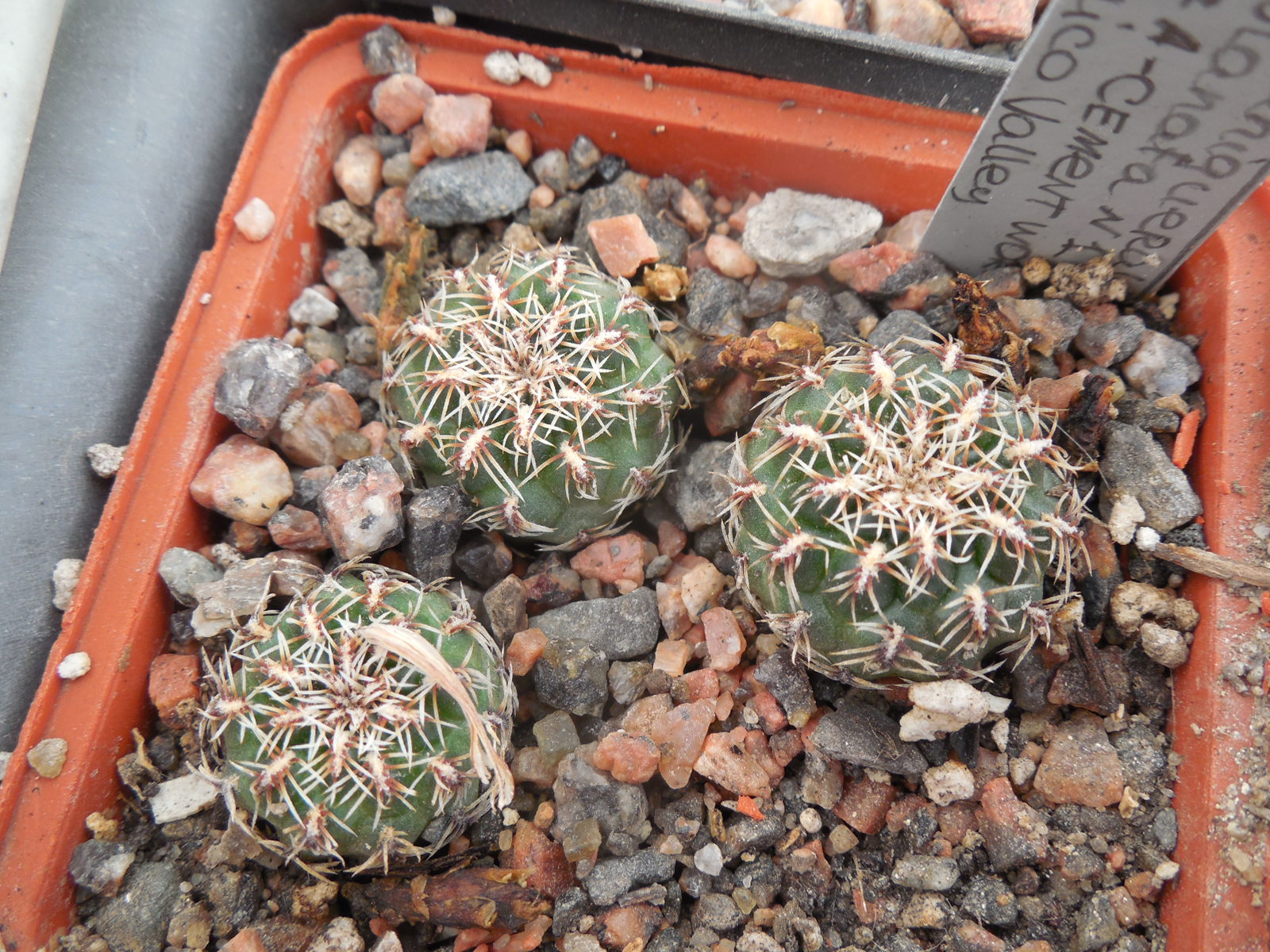 Sulcorebutia canigueralii - v.applanata  VK 217 A