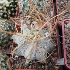 Astrophytum niveum - cv.Weisse Stachel